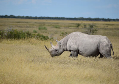 Etosha